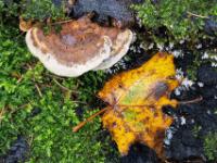 Brauner Baumpilz mit weißem Rand mit Herbstblatt und Moos